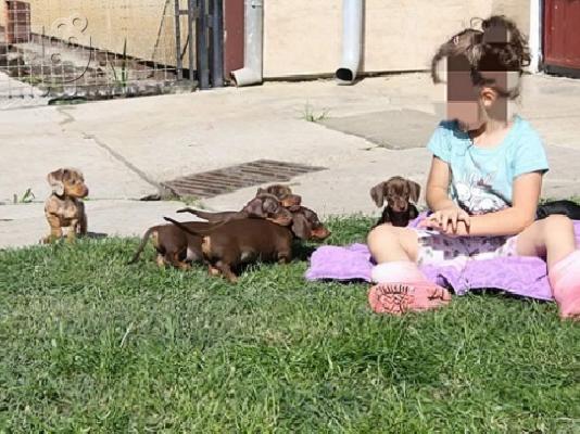 Dachshund